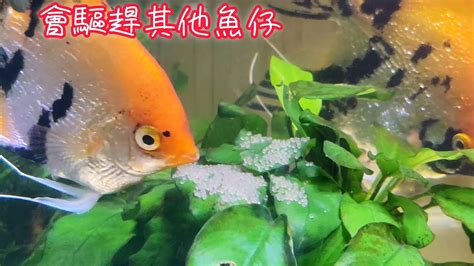 神仙魚產卵幾天孵化